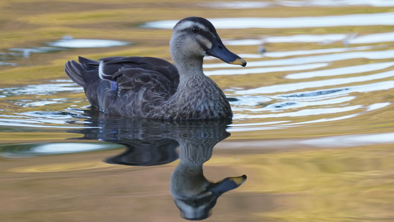 Shot with Tokina SZ 600mmPRO Reflex F8 MF CF