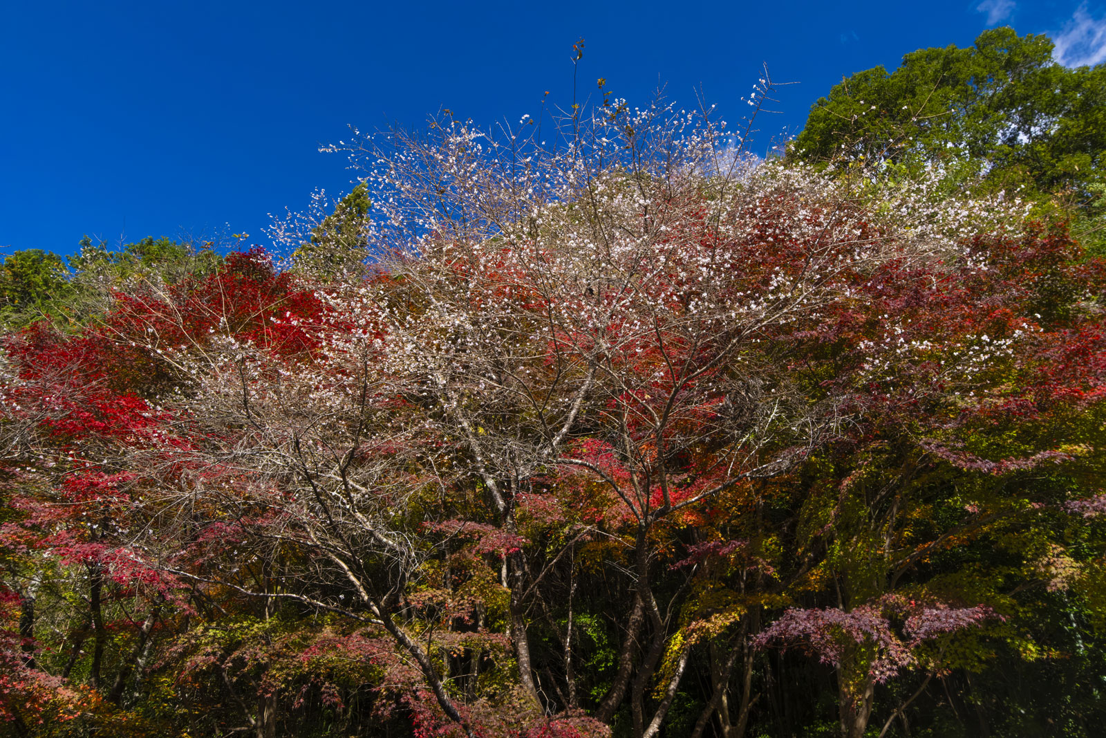 Photographer: Kazuo Suzuki